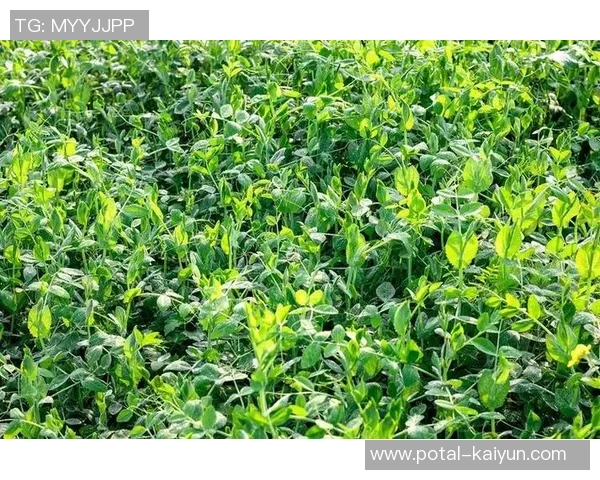 吴敏独家分享篮球心得与技巧助你提升球技的全面指南